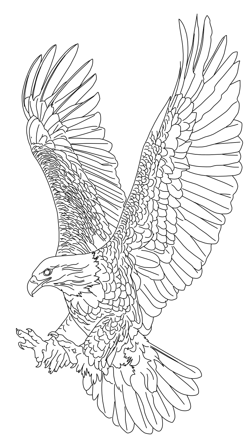 Bald eagle in flight vector line drawing, wings fully extended, layered primary feathers, hooked beak and outstretched talons.