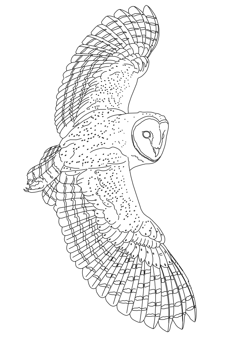 Barn owl in flight vector line drawing, heart-shaped facial disc, extended wingspan with detailed feathers and forward-drawn talons.