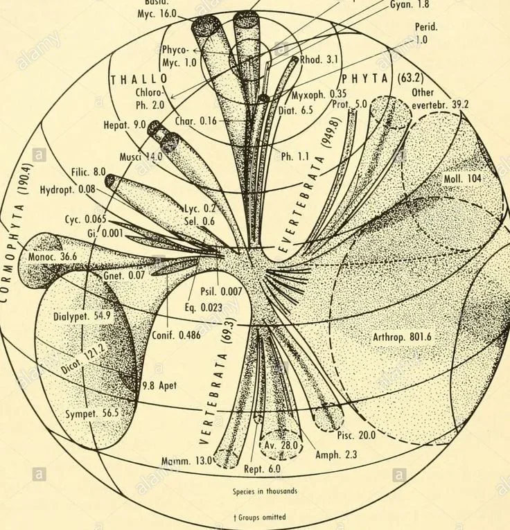 Original photo — Biodiversity Species Diagram