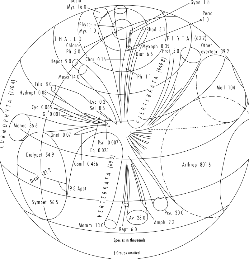 Biodiversity species diagram vector line drawing, circular taxonomic chart with radial spokes, nested arcs, and annotated group labels.
