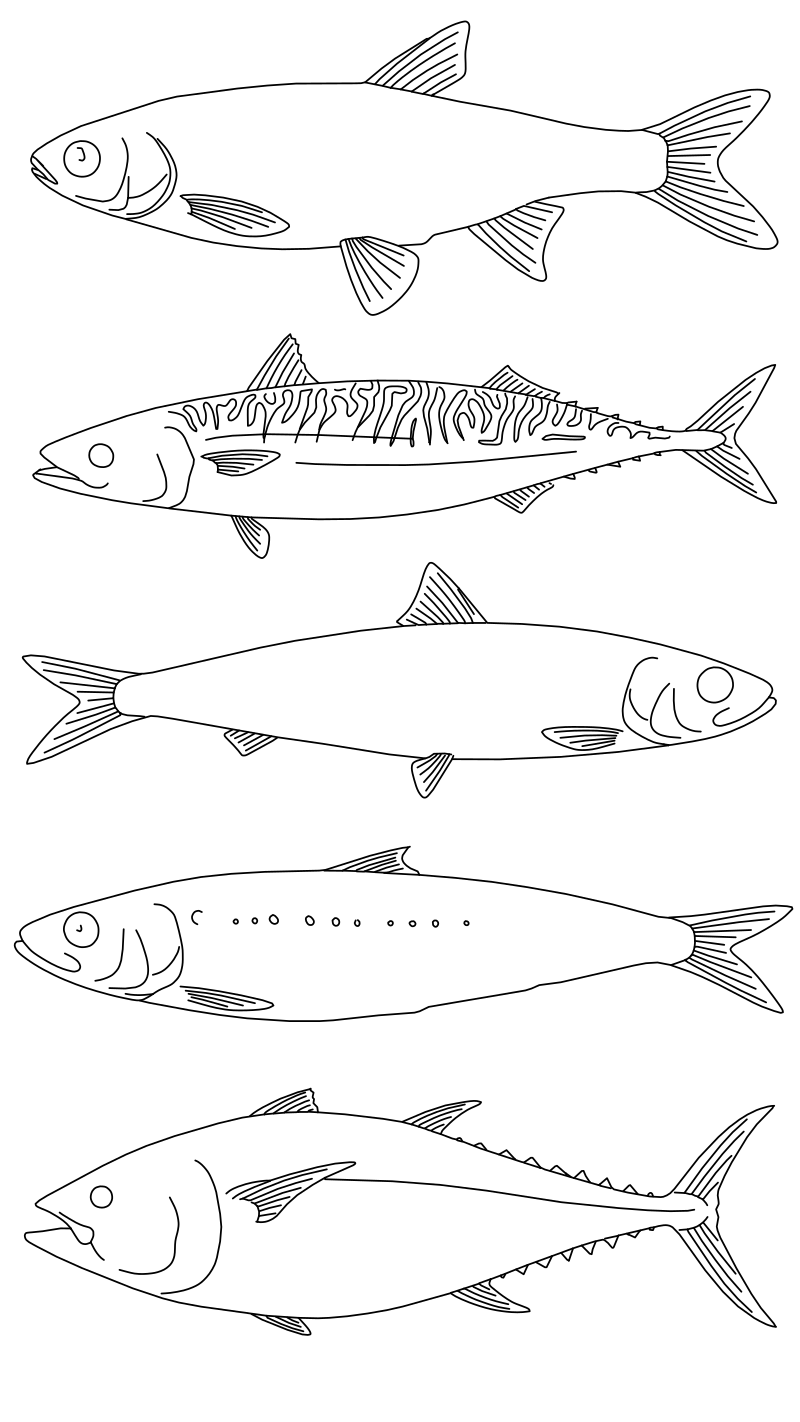 Five fish species vector line drawing, lateral outlines of cyprinid, mackerel, sardine and tuna with fin and tail detail.