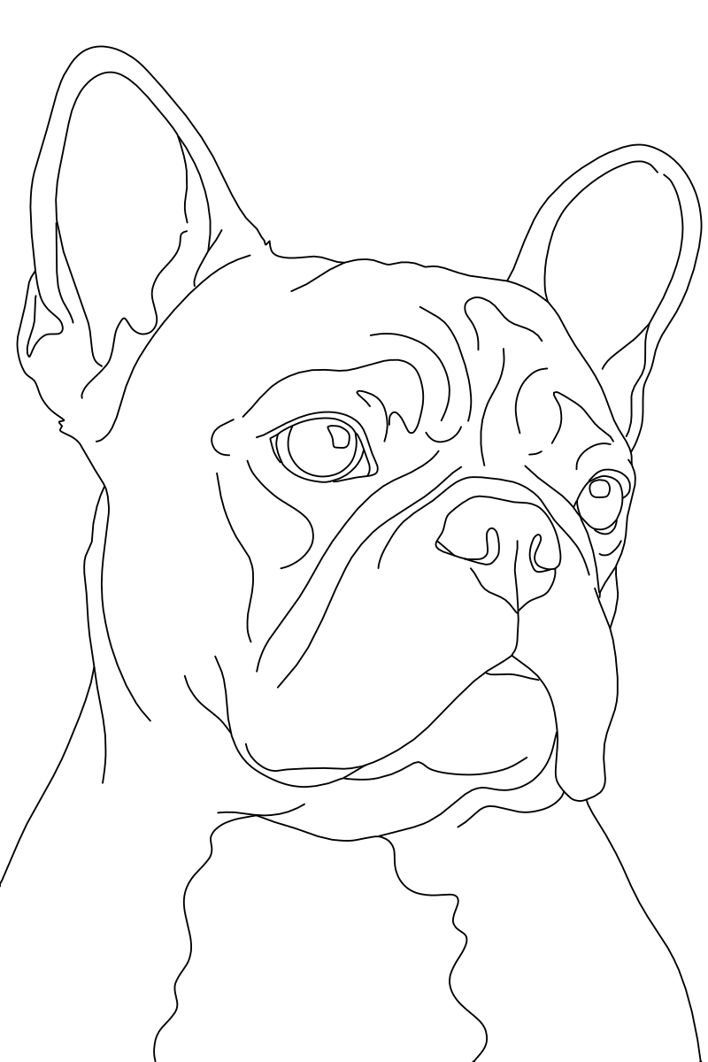 French Bulldog portrait vector line drawing, bat-like ears, facial wrinkle folds and flat muzzle detail.