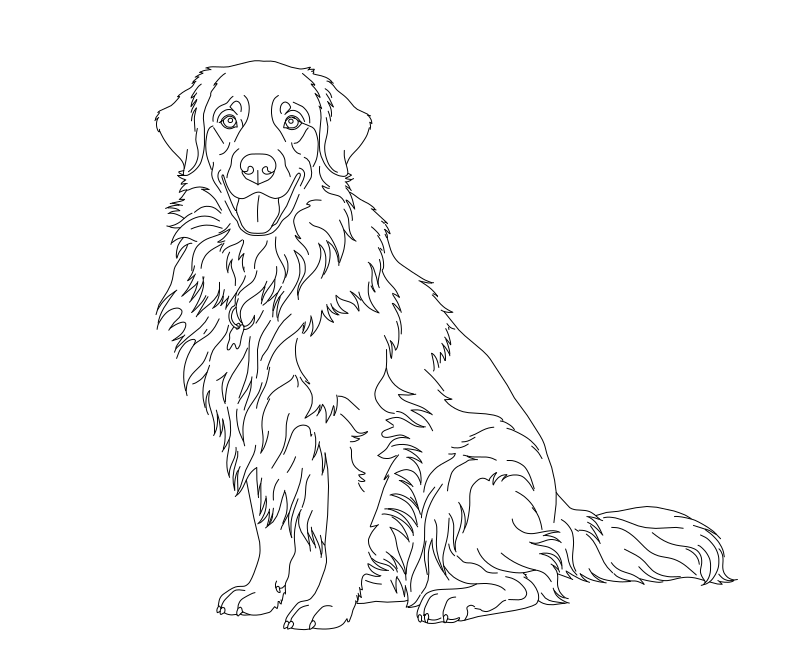 Golden Retriever sitting portrait vector line drawing, pendant ears, feathered chest fur and curled tail.
