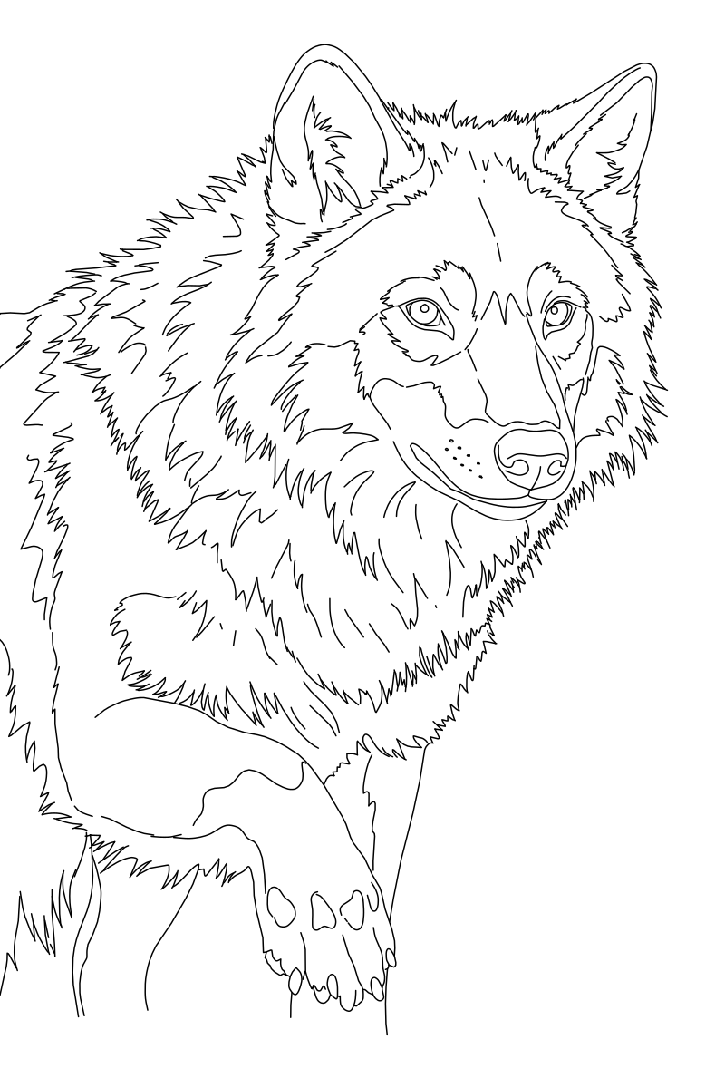 Gray wolf vector line drawing, foreleg raised with detailed paw and claws, dense neck ruff and alert ears.
