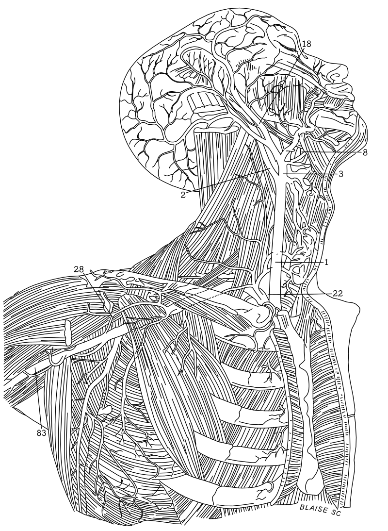 Human head and neck anatomy vector line drawing, branching scalp vessels, layered neck musculature and numbered landmark references.