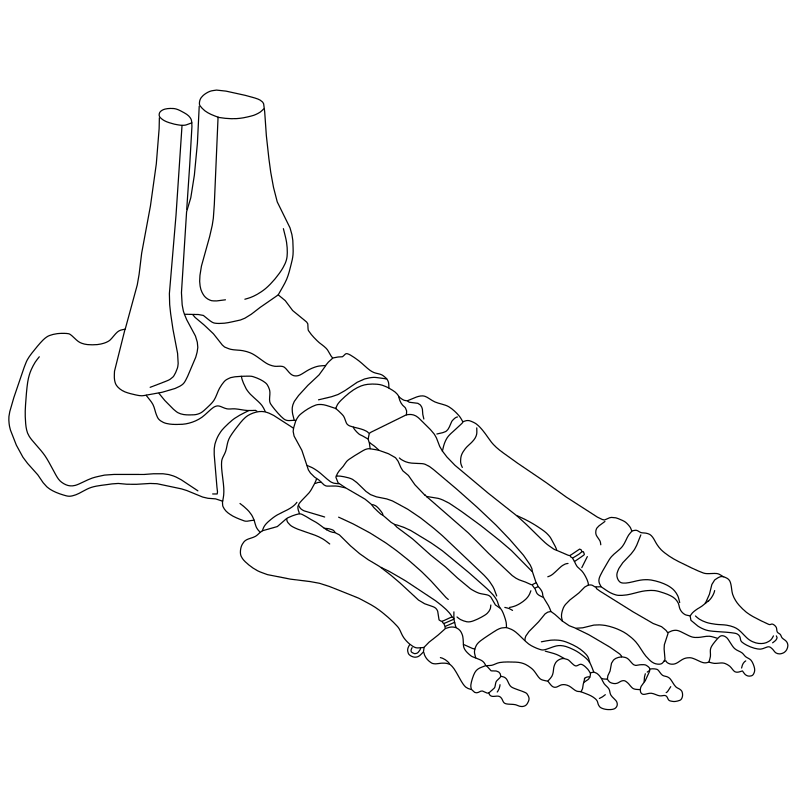 Human foot bones anatomy vector line drawing, tarsals, metatarsals and phalanges with ankle joint articulation shown.