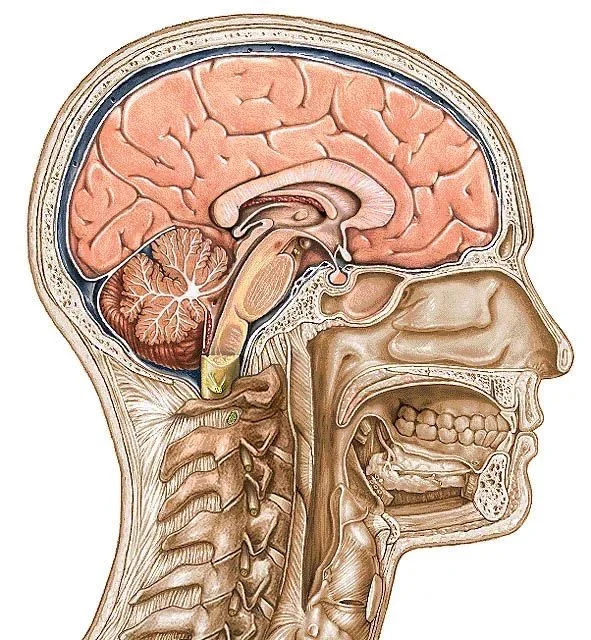 Original photo — Human Head Sagittal Section Anatomy