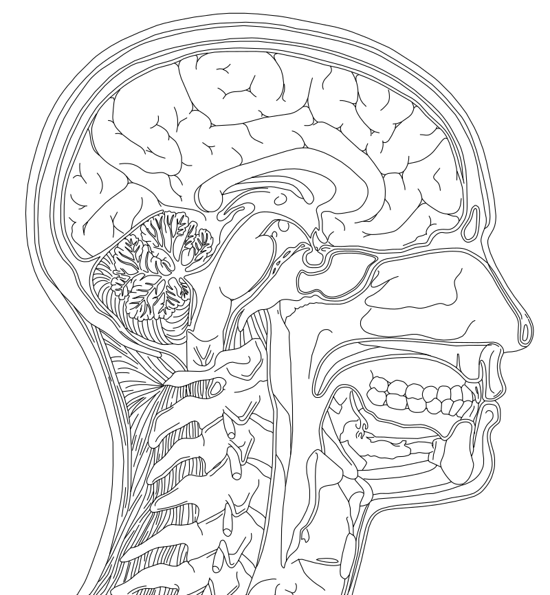 Human head sagittal section vector line drawing, cerebral cortex convolutions, cerebellar foliation, vertebral column and oral cavity.