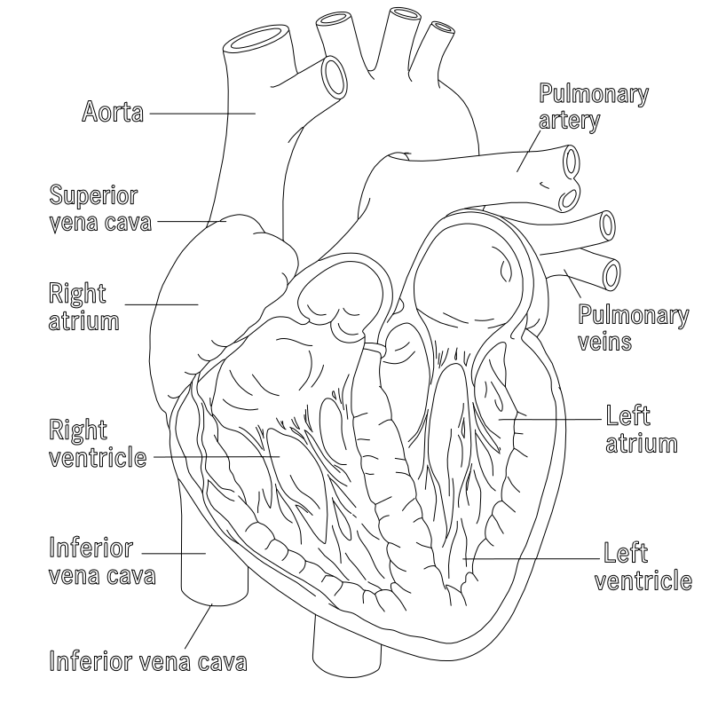 Human heart cross-section vector line drawing, four chambers, aorta, pulmonary vessels and ventricular wall trabeculae labeled.