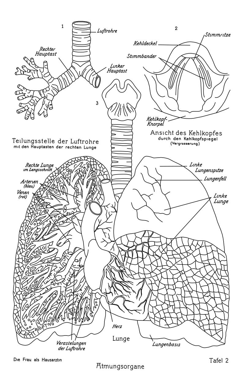 Human respiratory system vector line drawing, bronchial branching, lung lobes with heart, and laryngoscopic larynx view.