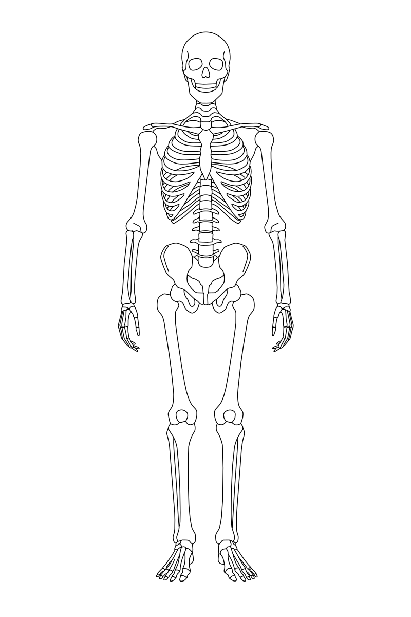 Human skeleton anatomy vector line drawing, ribcage, pelvis and articulated limb bones in full anterior view.