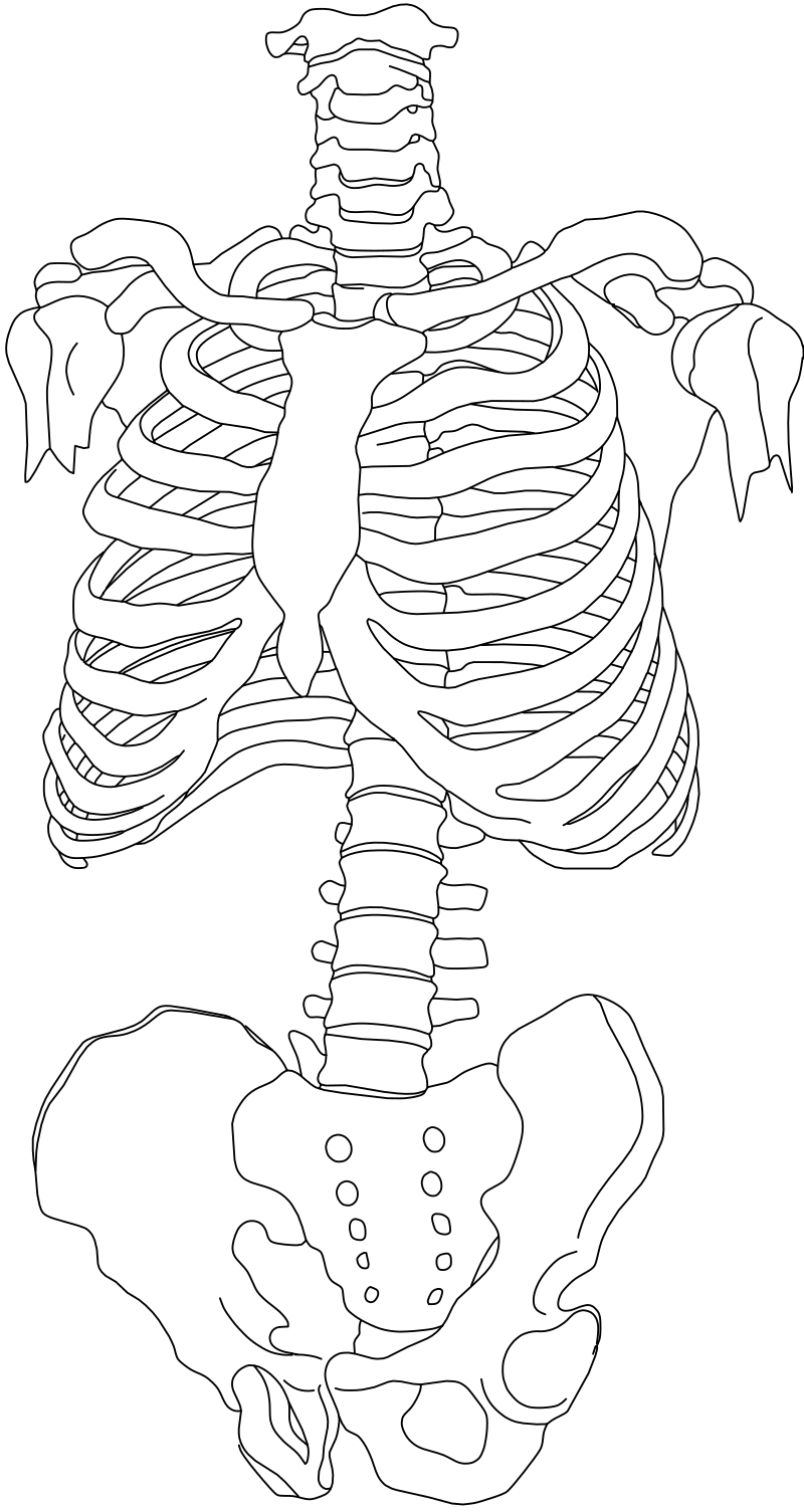 Human torso skeleton vector line drawing, ribcage, sternum, pelvis and lumbar spine in anterior view, for anatomical reference.