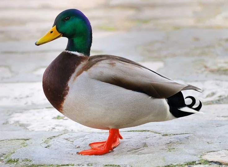 Original photo — Mallard duck vector line drawing, standing profile with curled tail feathers, webbed feet and white collar band.