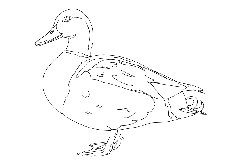 Mallard duck vector line drawing, standing profile with curled tail feathers, webbed feet and white collar band.