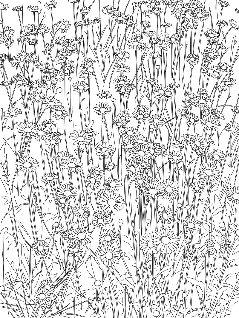 Oxeye daisy meadow vector line drawing, radiating petals, disc centers and layered stems across dozens of blooms.