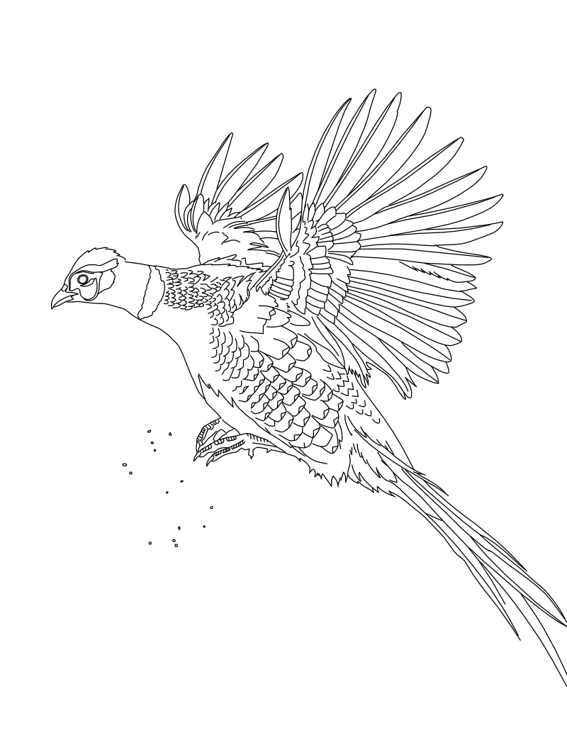 Ring-necked pheasant in flight vector line drawing, wings fully extended with individual feathers, scaled breast plumage and long tail feathers.