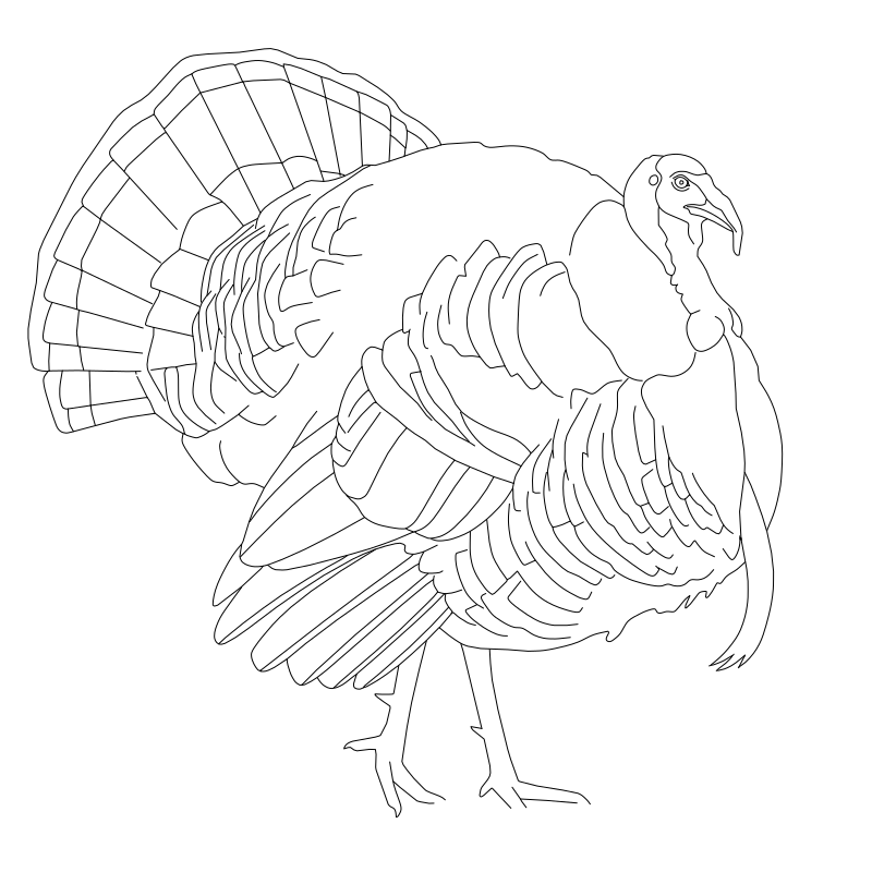 Wild turkey tom vector line drawing, fanned tail feathers, layered body plumage and bare-skinned head with snood and wattle.