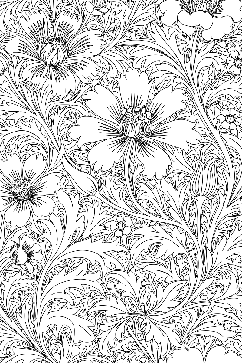 William Morris floral pattern vector line drawing, large open blooms, scrolling acanthus foliage and radiating petal detail.